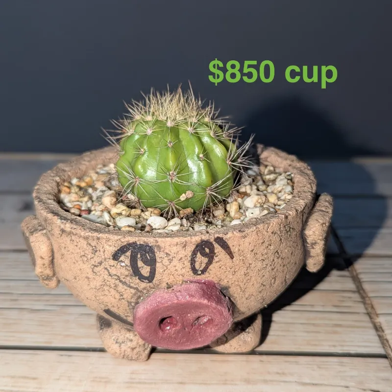 Cactus 🌵 