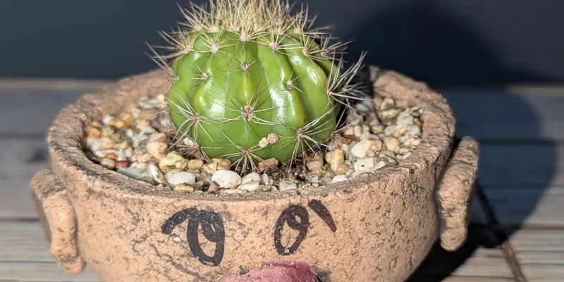 Cactus 🌵 