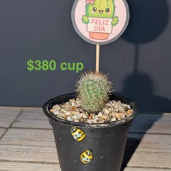 Cactus 