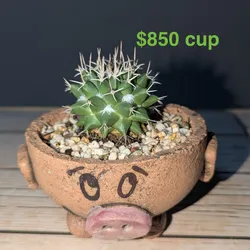 Cactus 