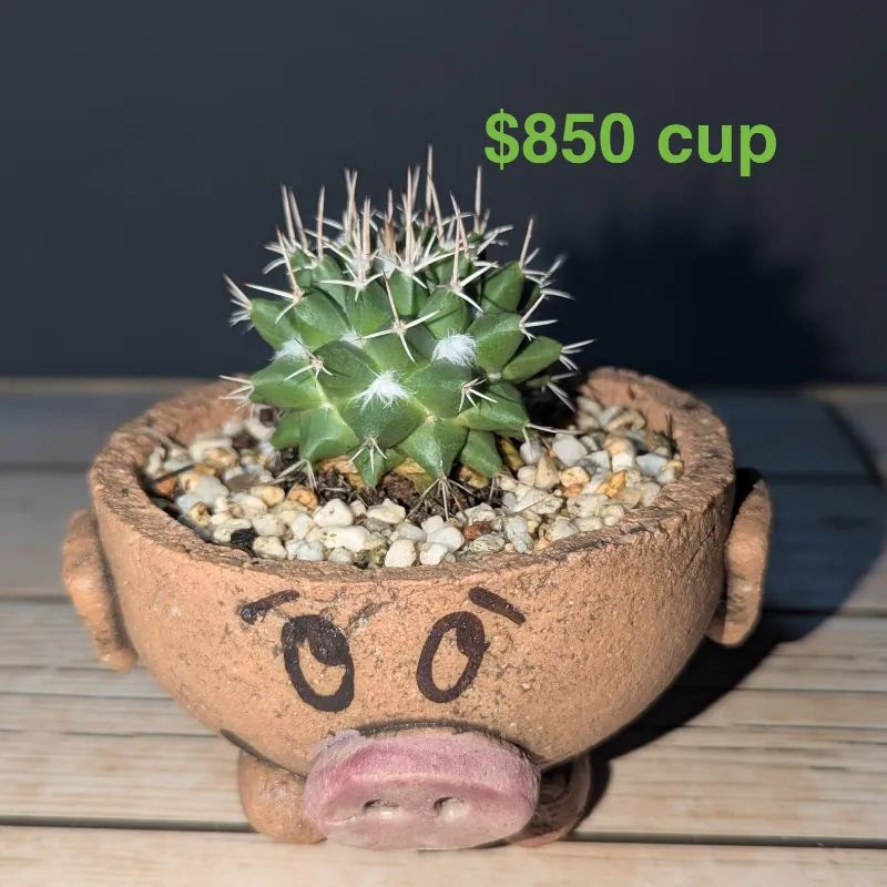 Cactus 