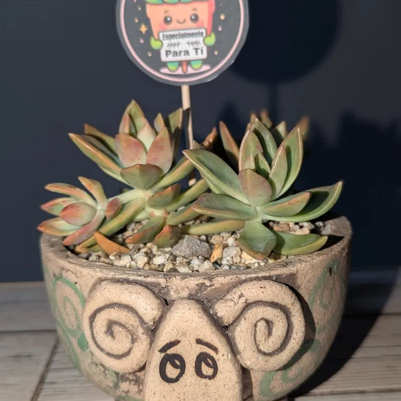 Suculenta 