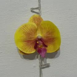 Clip de Orquídea amarilla