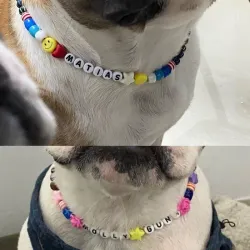 Collar para mascotas 🐶💖