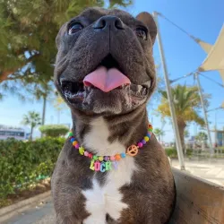 Collar para mascotas 🐶