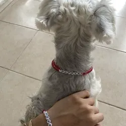 Pareja de pulsera y collar 🐶💖🌷