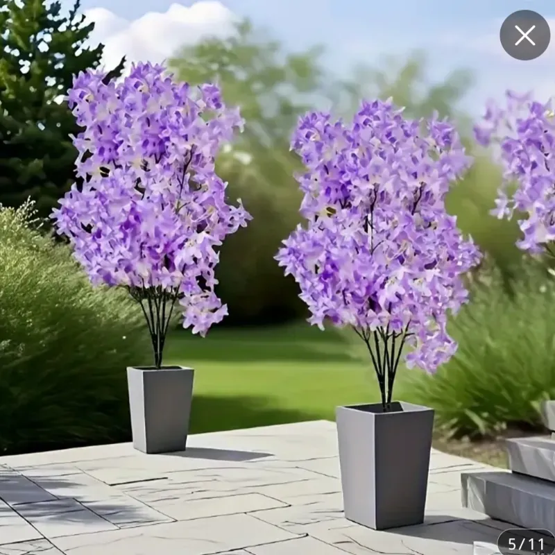 Árbol de Lilas Nórdicas 