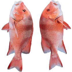 Pargo Entero del Alto Eviscerado Listo para Asar - 8 libras *Pescado Fresco de Calidad Premium