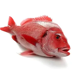 Pargos de Altamar Eviscerados Listos para Asar - 10.3 libras *Calidad Excepcional