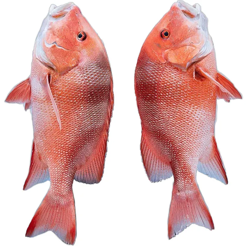 Pescado de Mar Entero y Limpio de Altamar - 7 libras *Pargo del Alto