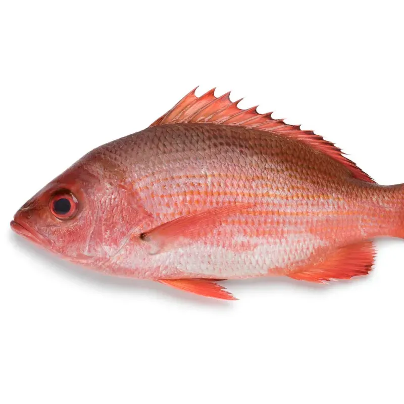 Pescado Entero Limpio y Fresco - 7.5 libras *Pargo del Alto