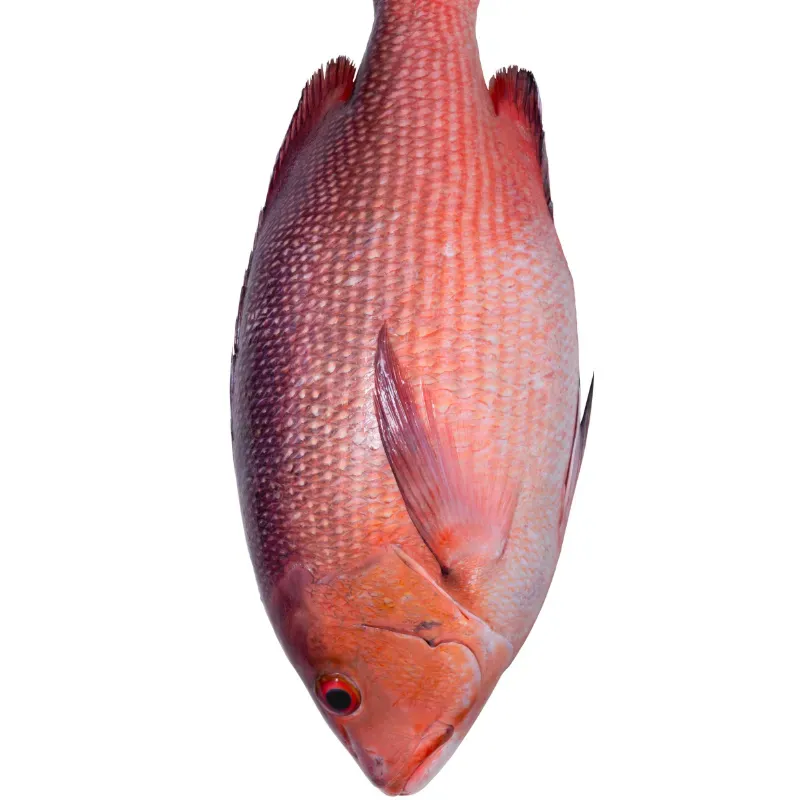 Pescado Entero Pargo de Altamar Listo para Asar - 6.5 libras *Producto de Calidad Premium