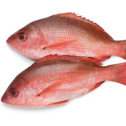 Pescado Entero Pargo Listo para Asar - 7.5 libras *La Mejor Especie de Pargo