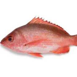 Pescado Pargo de Altamar Listo para Asar - 7 libras *Excepcional Calidad