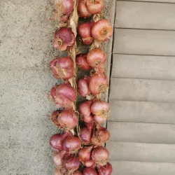 pata de cebolla 