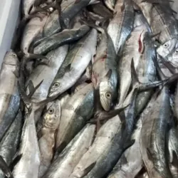 Pescado de mar 