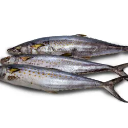 Pescado de mar 