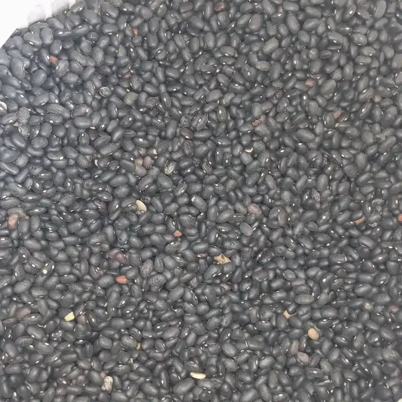 Frijol negro x LB