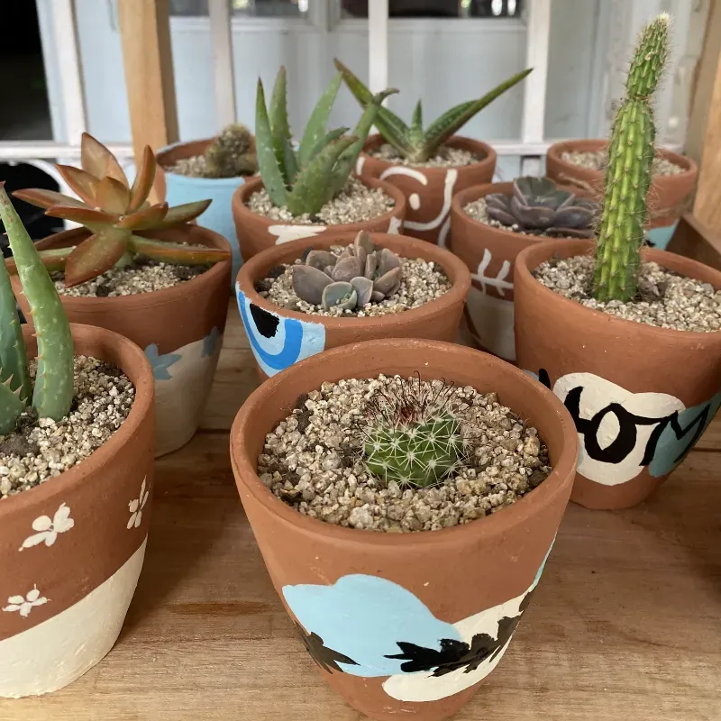 Cactus en macetas decoradas 🖌