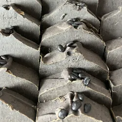 Jabón Exfoliante de Café ☕ 