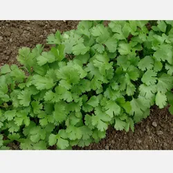 Cilantro 