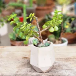 Minimalista hexágono