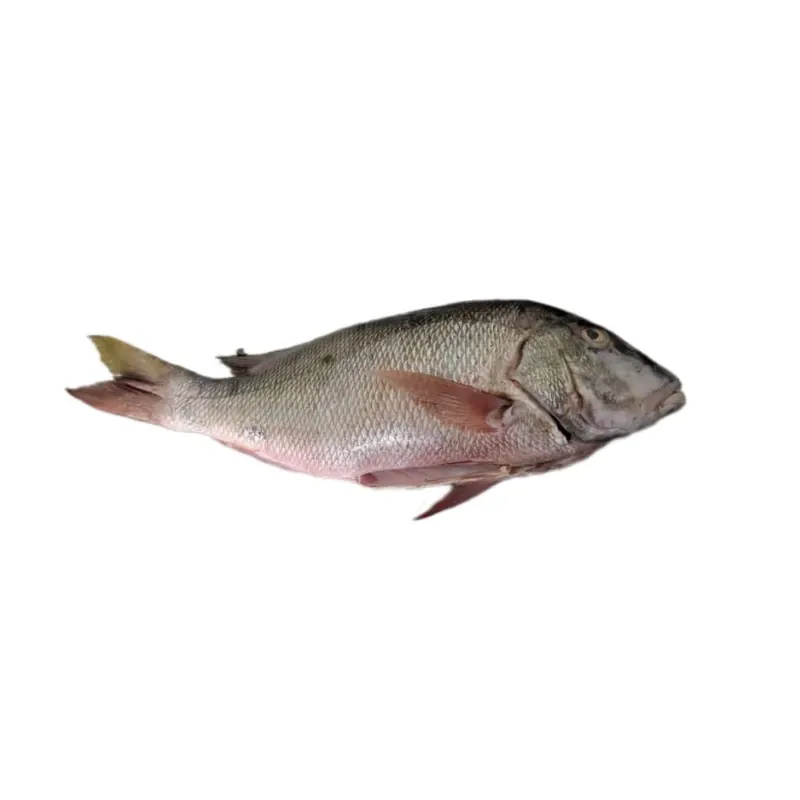 Pargo por libras