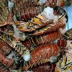 Paquete de langostas 