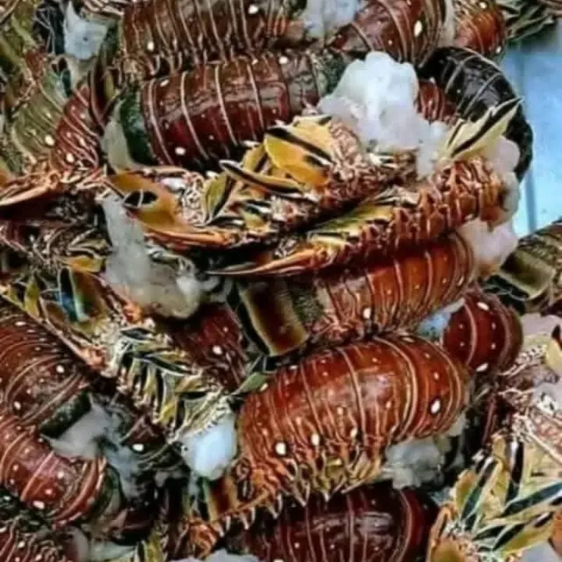 Paquete de langostas 