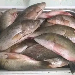 Pescao dé mar