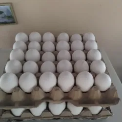 Filin de Huevos
