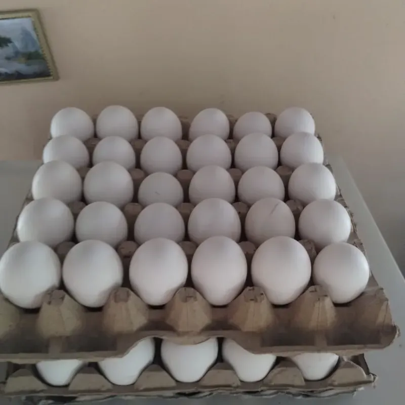 Filin de Huevos