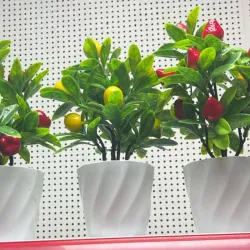 Centros de mesa de frutas 