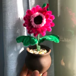 Florece Gerbera 🤍