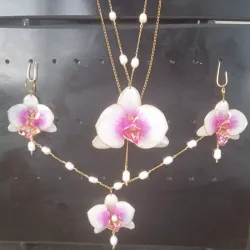 Conjunto phalenopsys