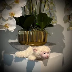 Peluche