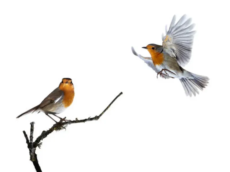 Alimentación para aves