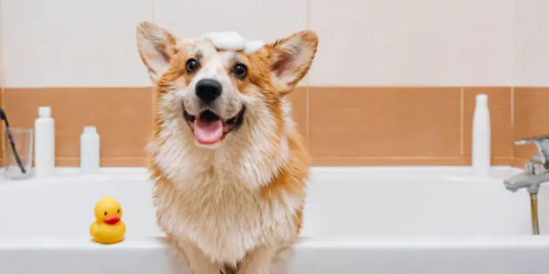 Baños y cuidados del pelaje