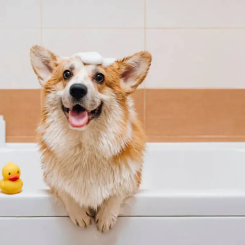 BaΓ±os y cuidados del pelaje