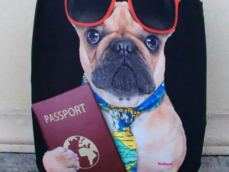 Equipamiento y accesorios para exteriores para mascotas