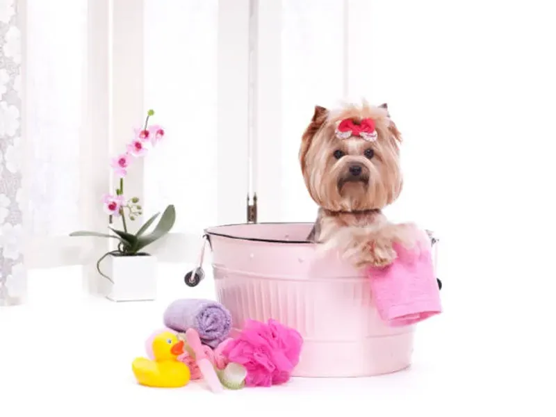 Higiene y limpieza para tu mascota