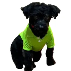 Ropa - Pulover con cuello para mascotas