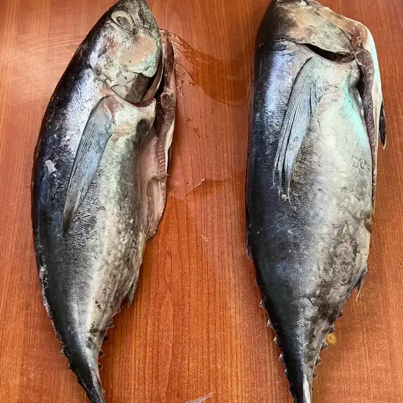 Bonito la lb