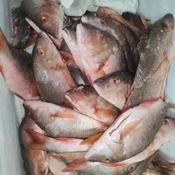 Pargo entero 