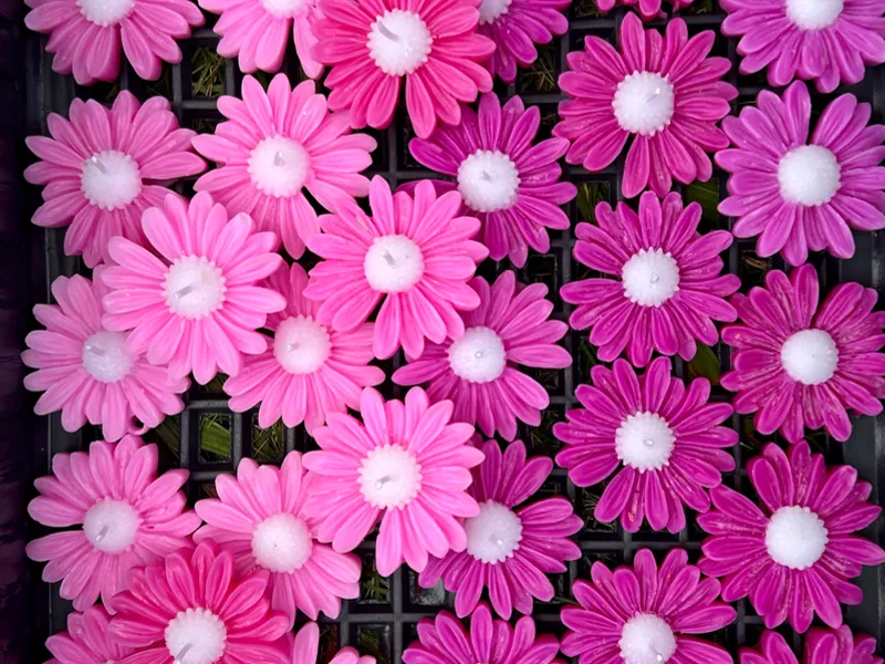 Flores 🌹 
