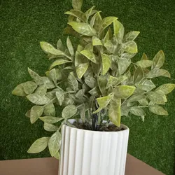 Macetas con planta