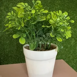 Macetas con planta
