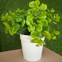Macetas con planta