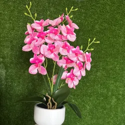Orquídeas