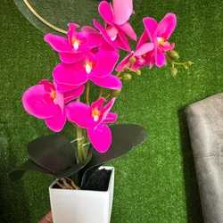 Orquídeas grandes